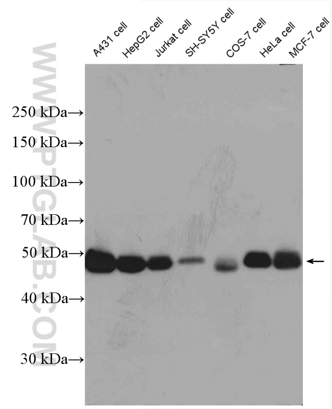 WB analysis of A431 using 22142-1-AP