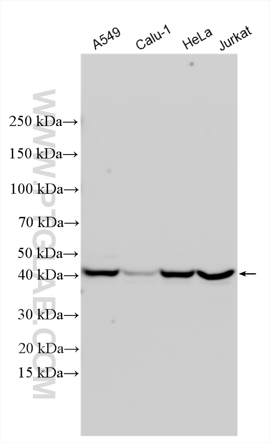 Various lysates were subjected to SDS PAGE followed by western blot with 24446-1-AP (RCCD1 antibody) at dilution of 1:4000 incubated at room temperature for 1.5 hours. WB analysis using 24446-1-AP
