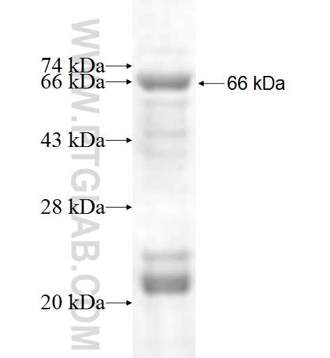 RCL1 fusion protein Ag6972 SDS-PAGE RCL1 fusion protein Ag6972 SDS-PAGE