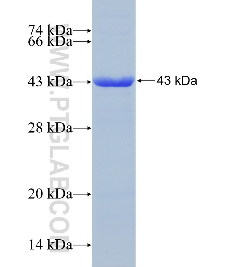 RCL1 fusion protein Ag7058 SDS-PAGE