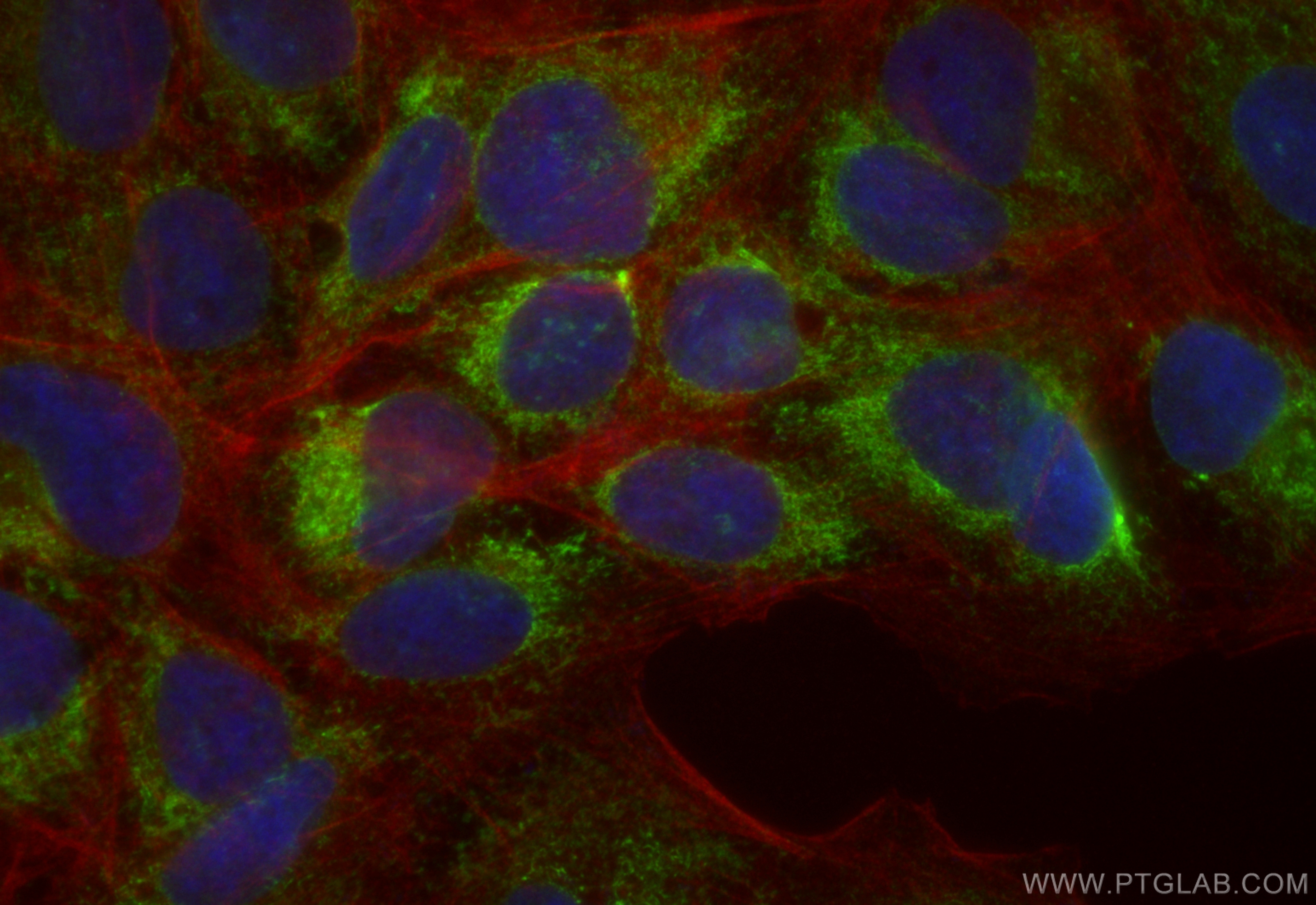 IF Staining of U2OS using CL488-83638-3