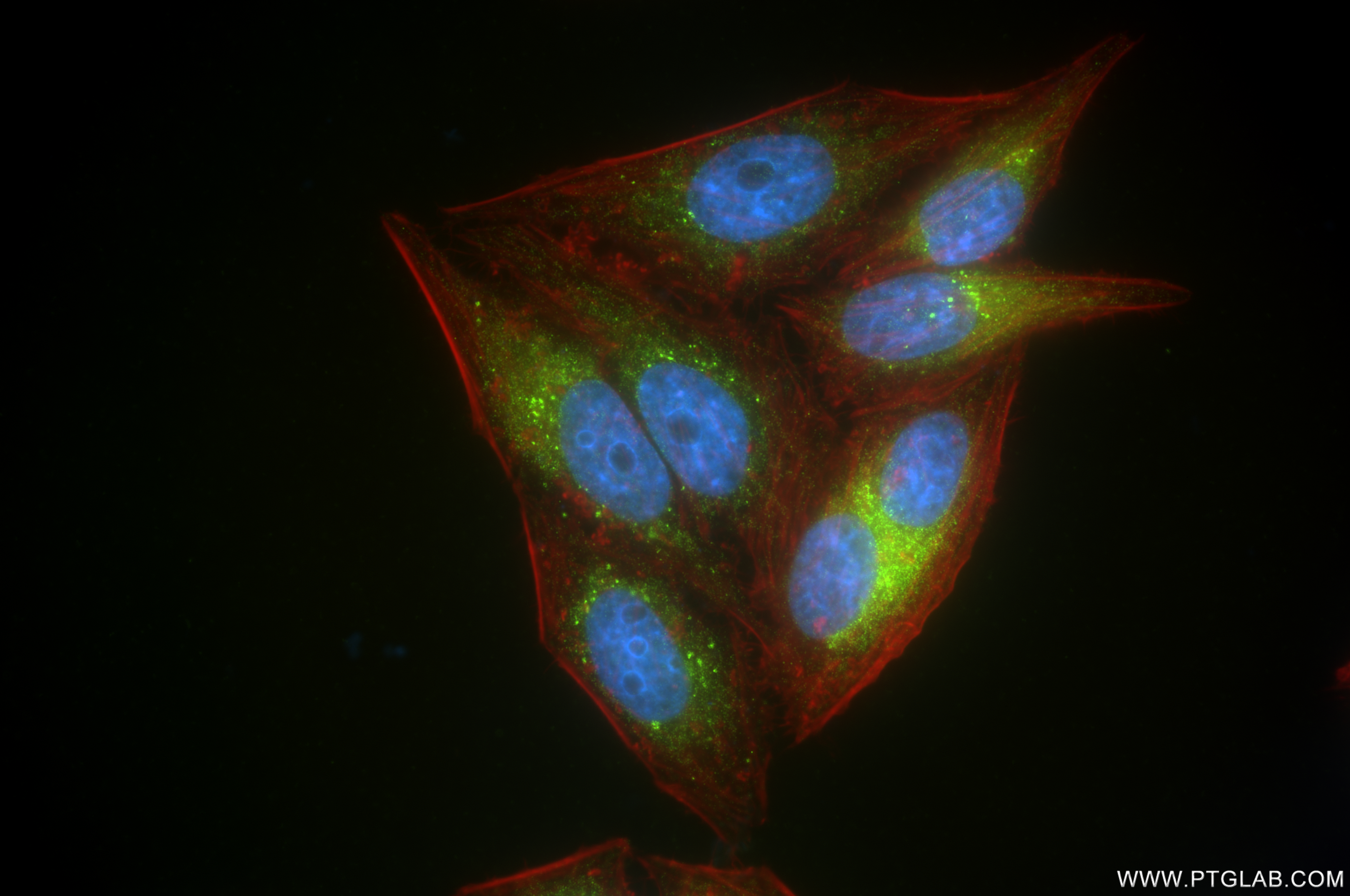 IF Staining of HepG2 using 84956-4-RR