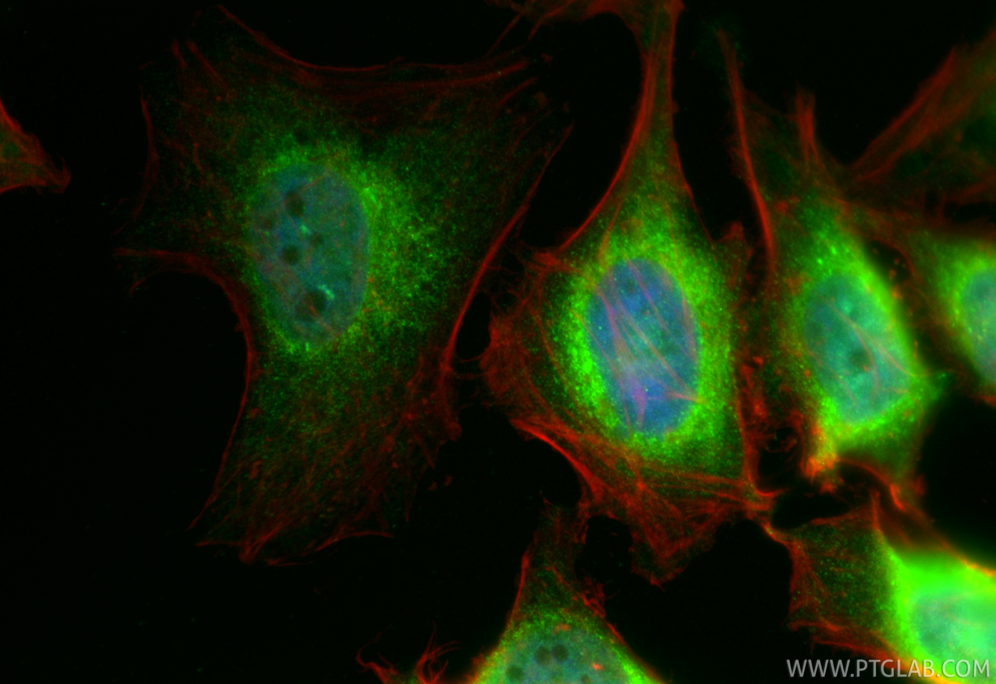 IF Staining of HeLa using CL488-84956-4