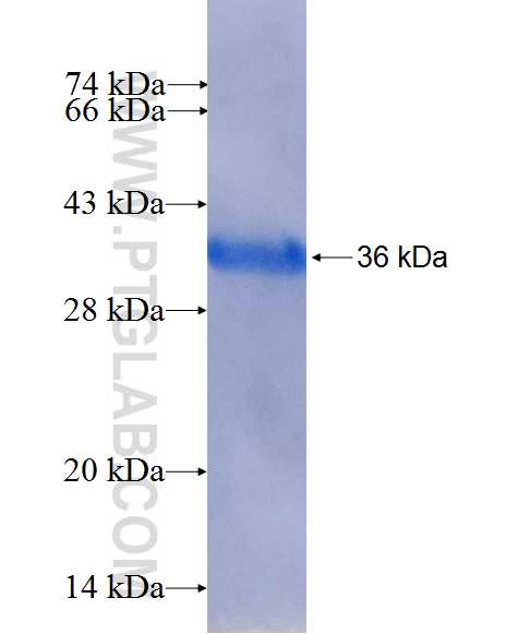 RCN3 fusion protein Ag26569 SDS-PAGE