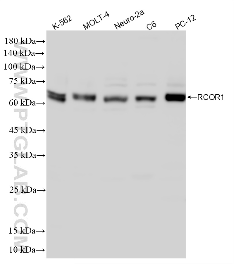 WB analysis using 86954-1-RR (same clone as 86954-1-PBS)