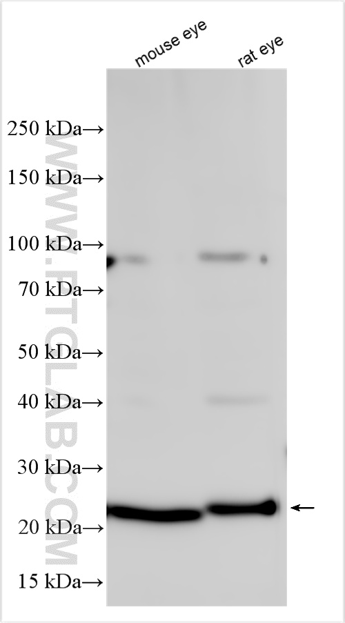 Various lysates were subjected to SDS PAGE followed by western blot with 10073-1-AP (Recoverin antibody) at dilution of 1:1500 incubated at room temperature for 1.5 hours. WB analysis using 10073-1-AP