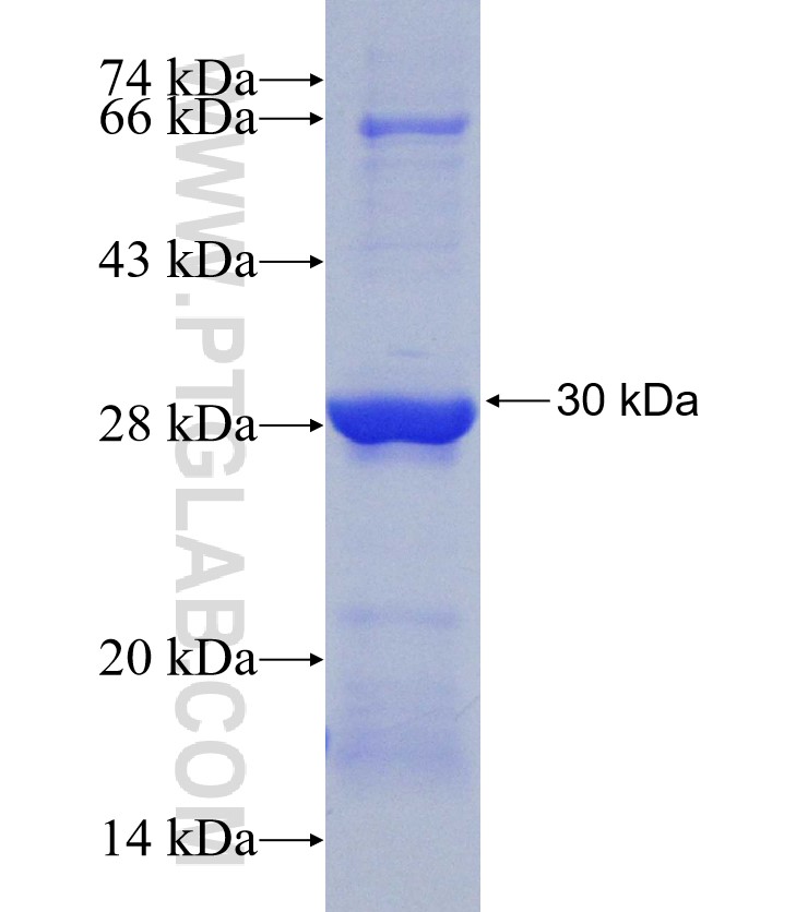 RDH5 fusion protein Ag30513 SDS-PAGE
