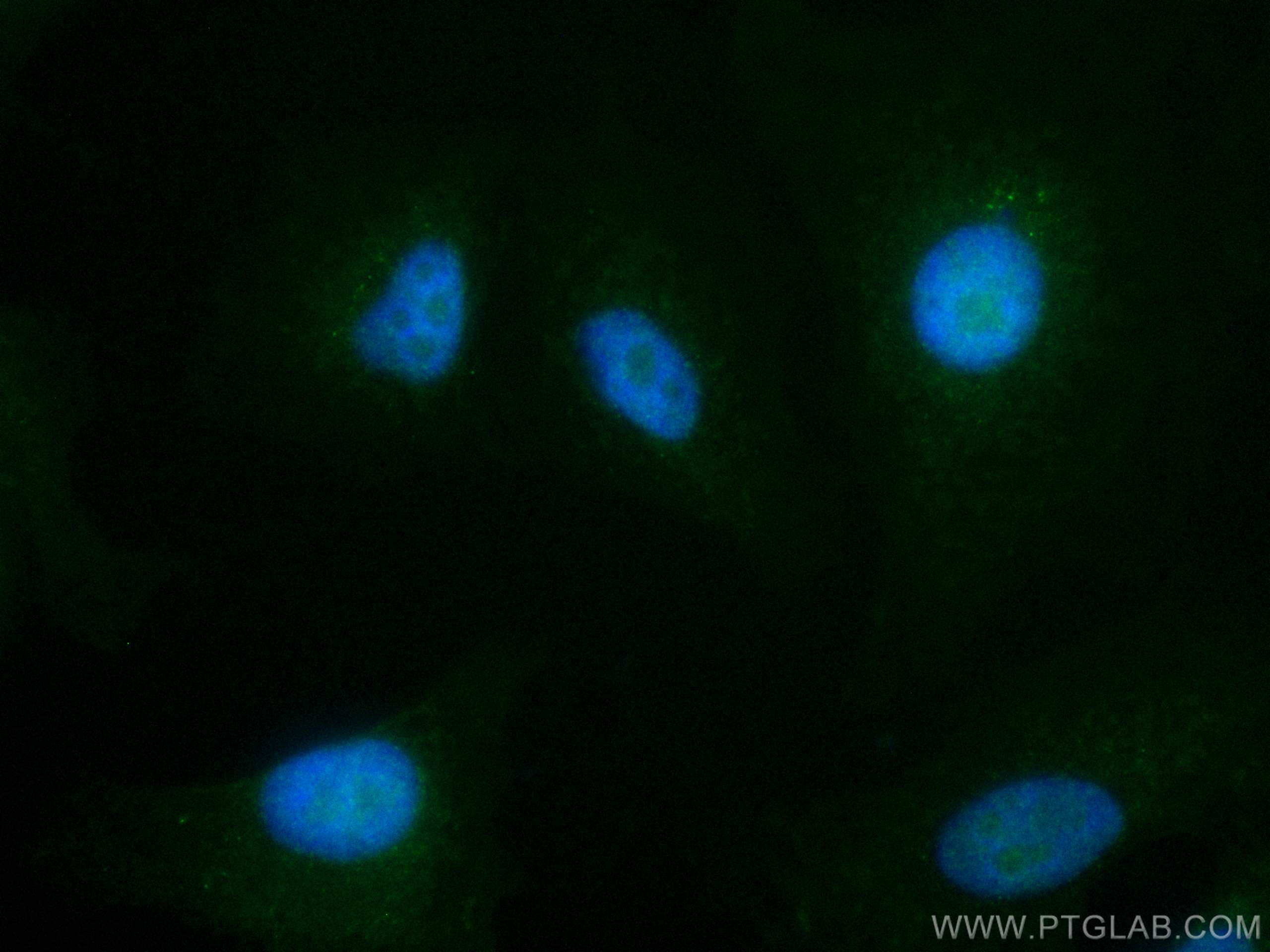 IF Staining of A549 using CL488-66941