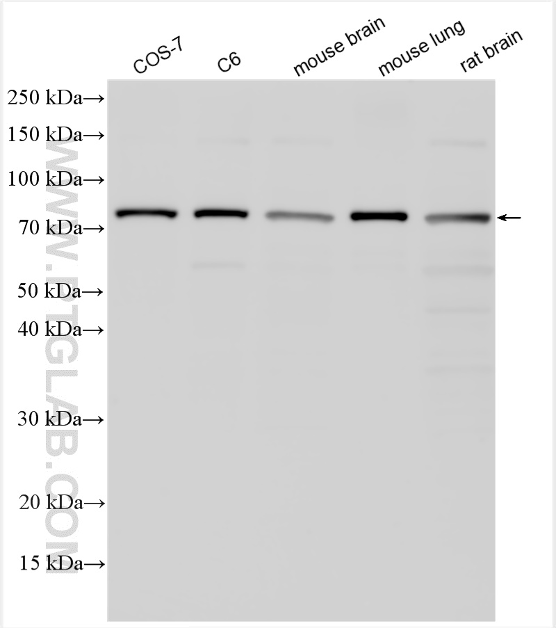 WB analysis using 26105-1-AP