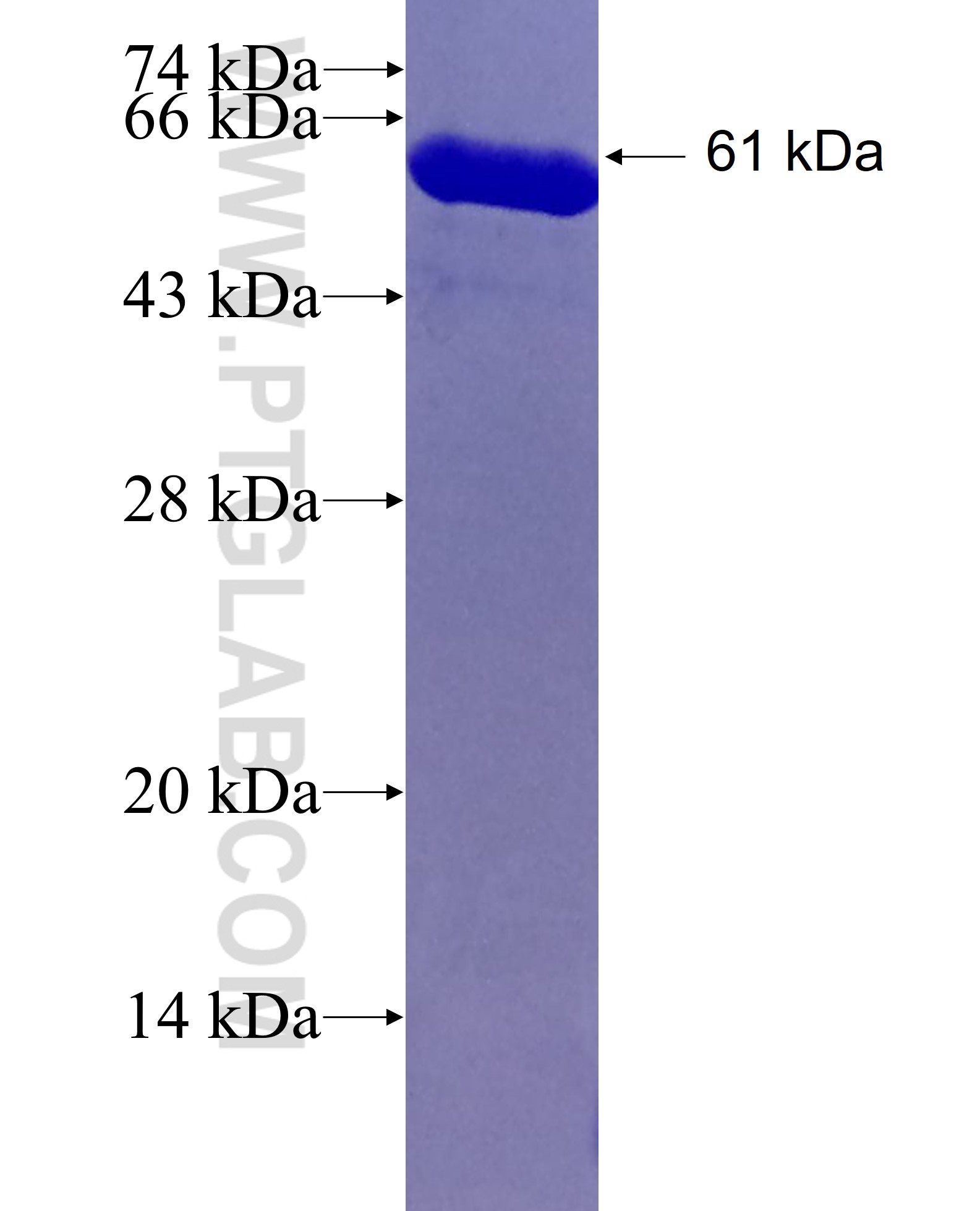 RDX fusion protein Ag4813 SDS-PAGE