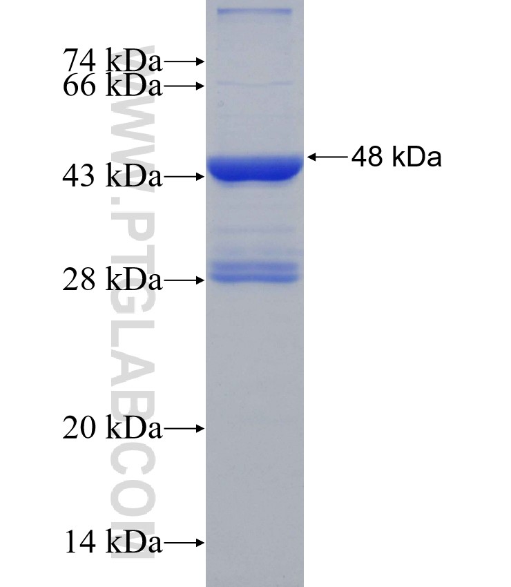 RECK fusion protein Ag26143 SDS-PAGE
