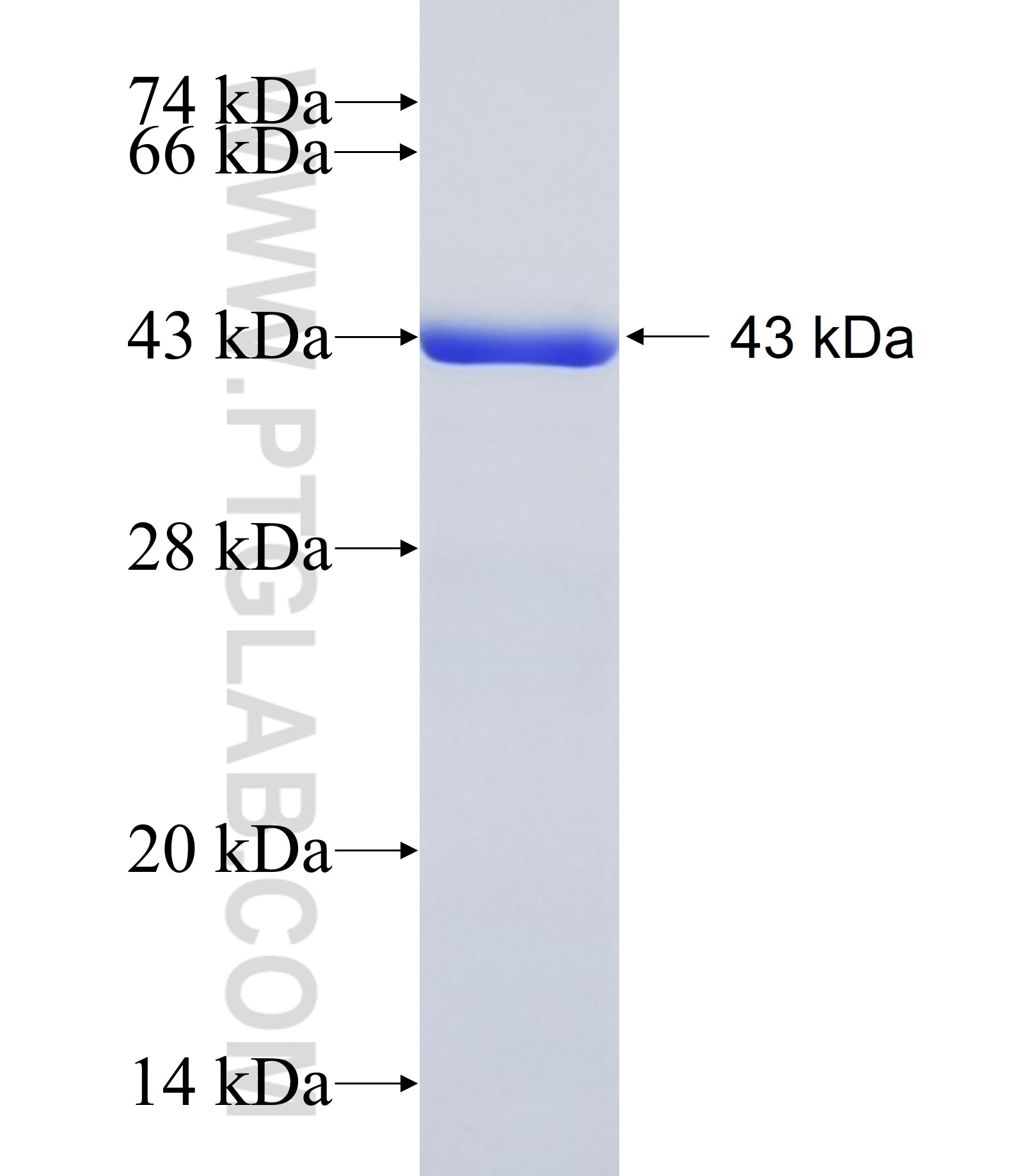 RECQL fusion protein Ag7121 SDS-PAGE