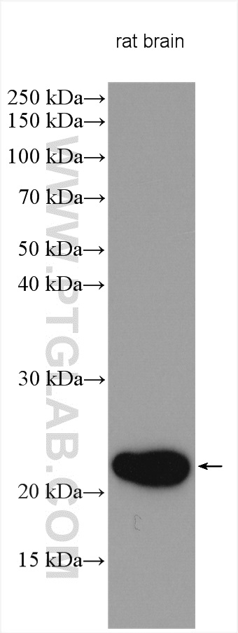 WB analysis using 17988-1-AP