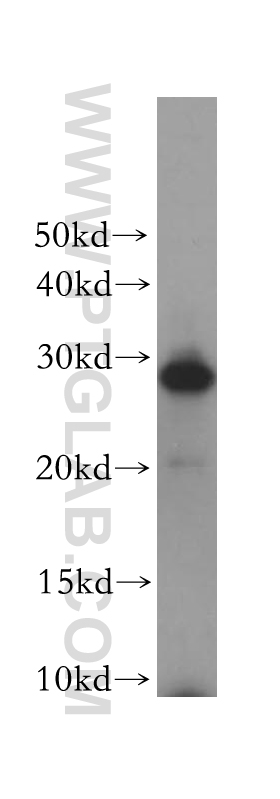 REEP2 Polyclonal antibody