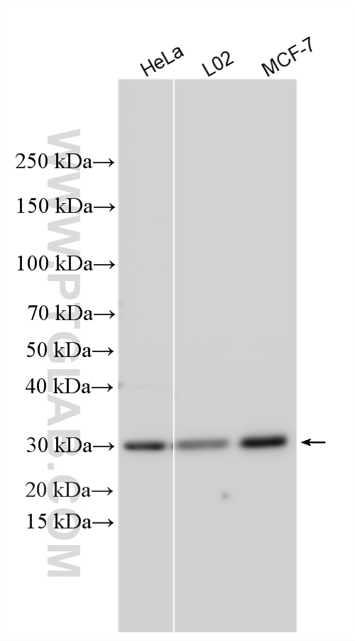 Various lysates were subjected to SDS PAGE followed by western blot with 23140-1-AP (REEP3 antibody) at dilution of 1:2000 incubated at room temperature for 1.5 hours. WB analysis using 23140-1-AP