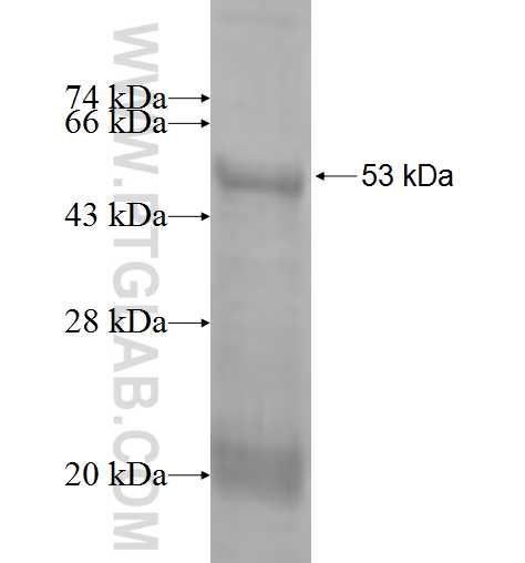 REEP4 fusion protein Ag2953 SDS-PAGE REEP4 fusion protein Ag2953 SDS-PAGE