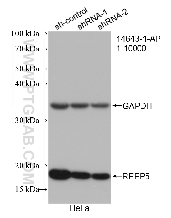 WB analysis of HeLa using 14643-1-AP