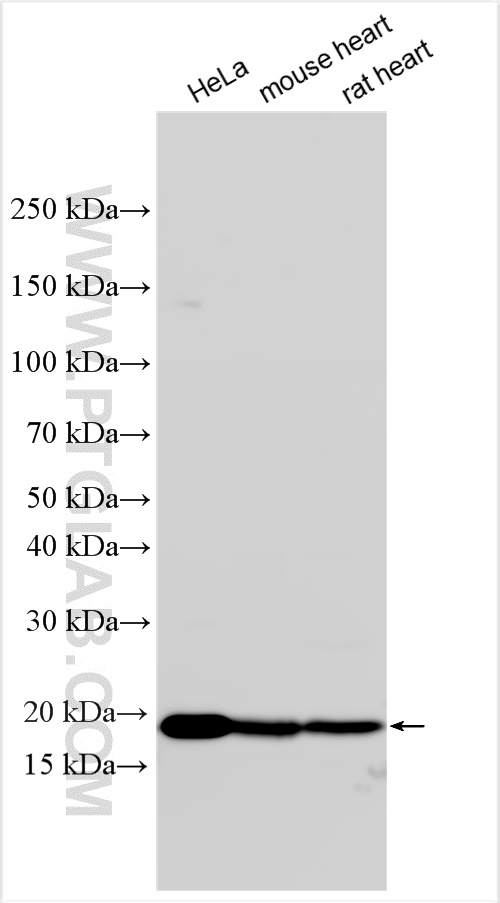 WB analysis using 14643-1-AP
