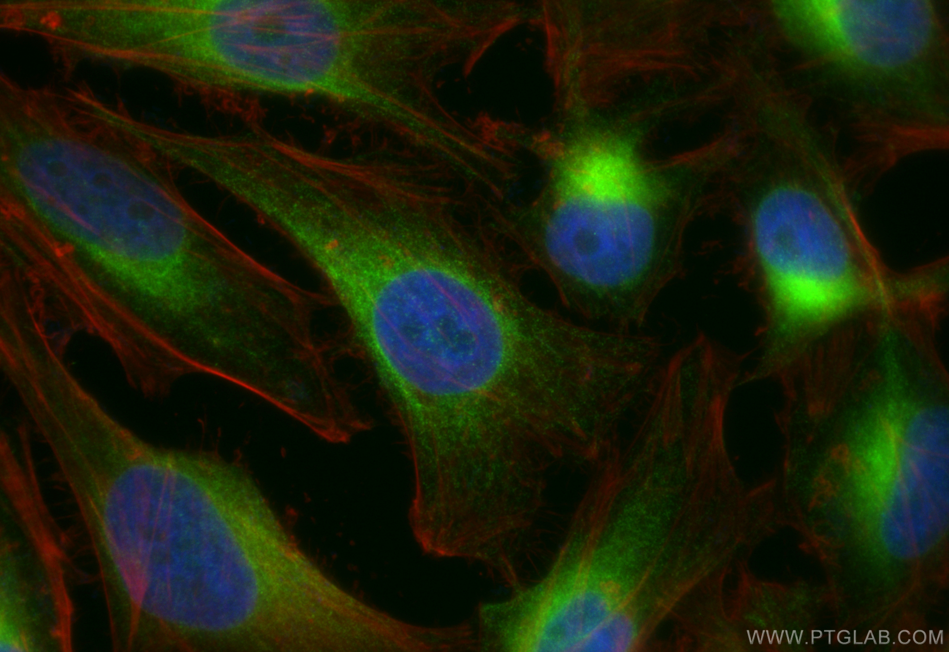IF Staining of HeLa using CL488-14643
