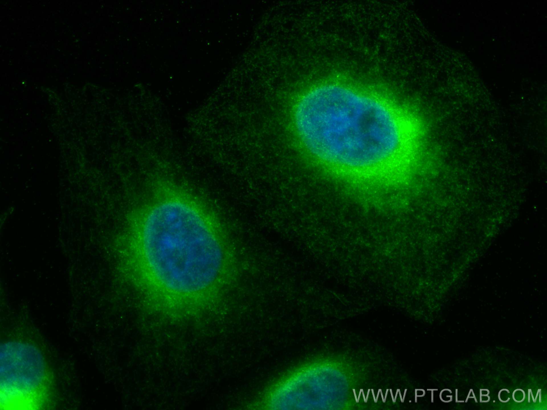 IF Staining of A549 using CL488-68119