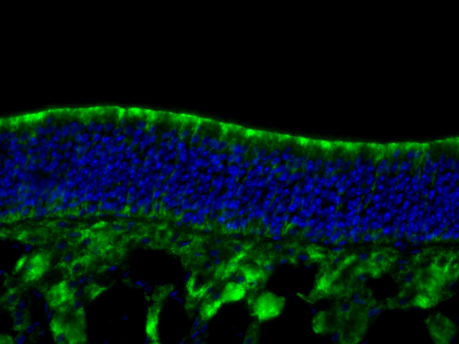 REEP6 Polyclonal antibody