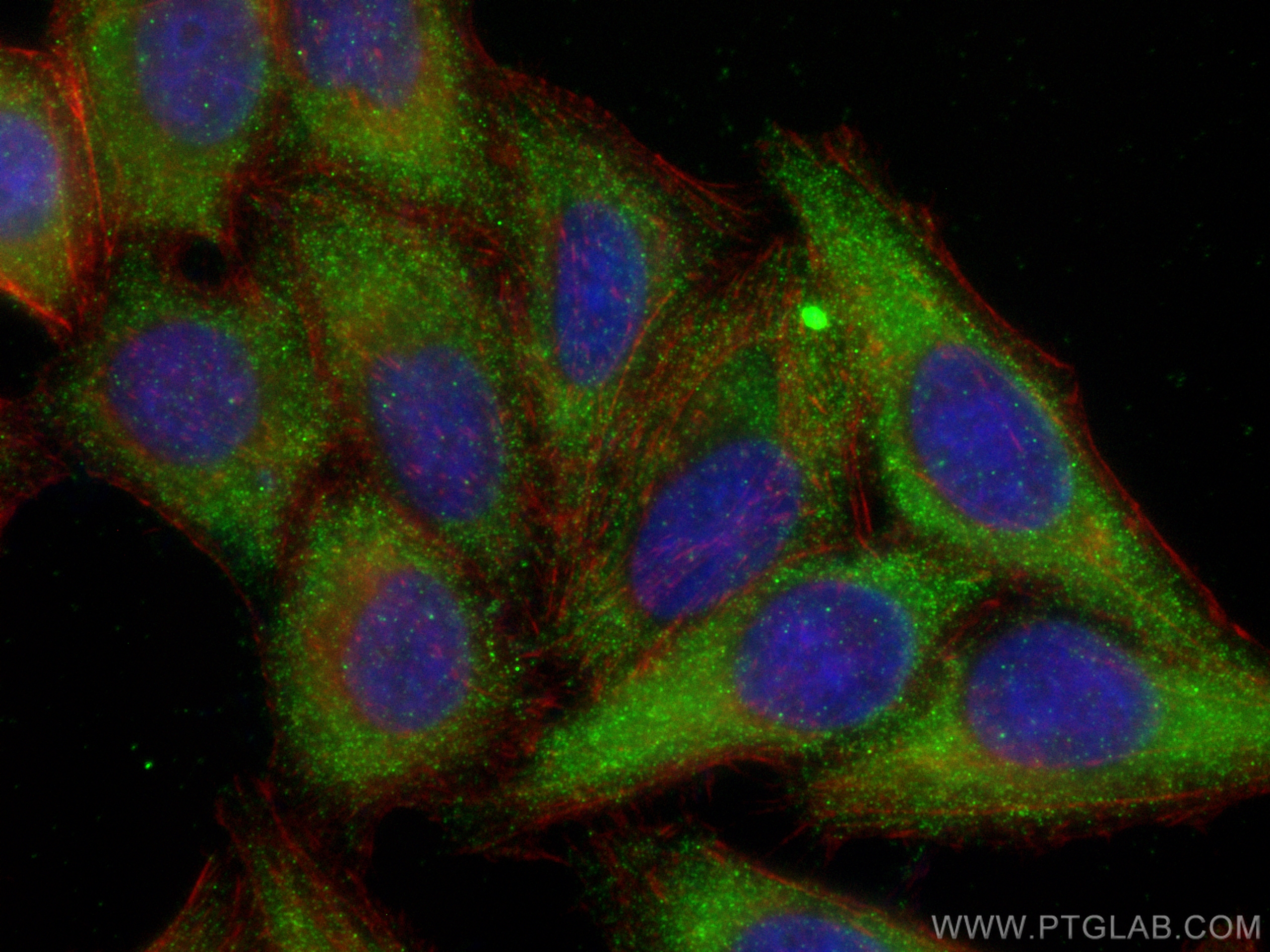 IF Staining of HepG2 using 12088-1-AP