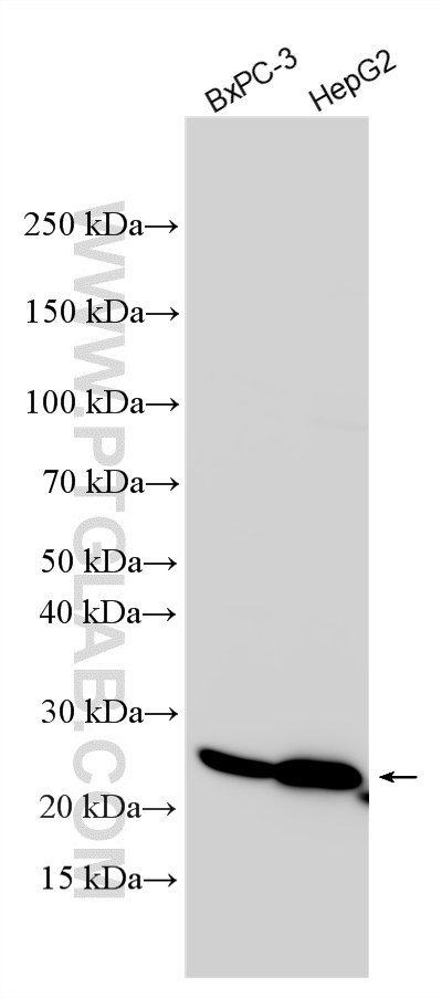 WB analysis using 12088-1-AP WB analysis using 12088-1-AP