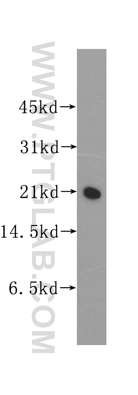 REEP6 Polyclonal antibody