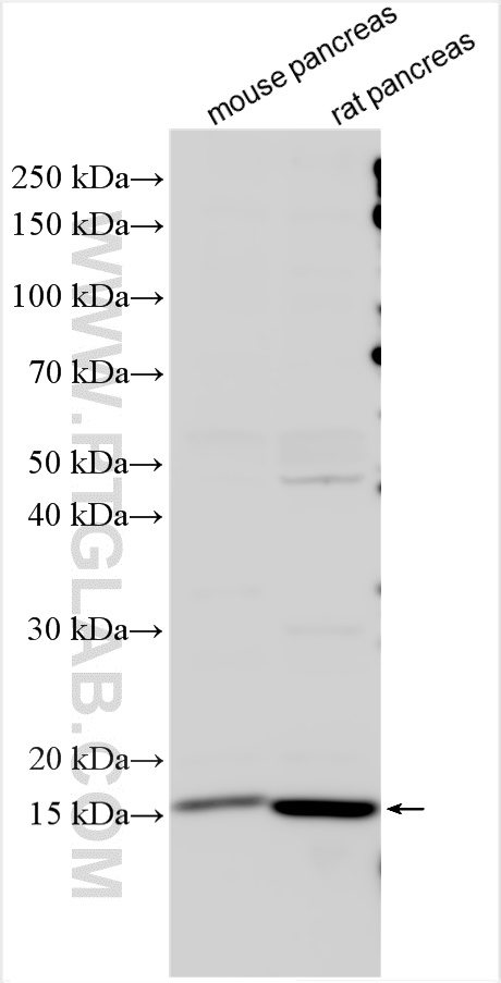 WB analysis using 15850-1-AP