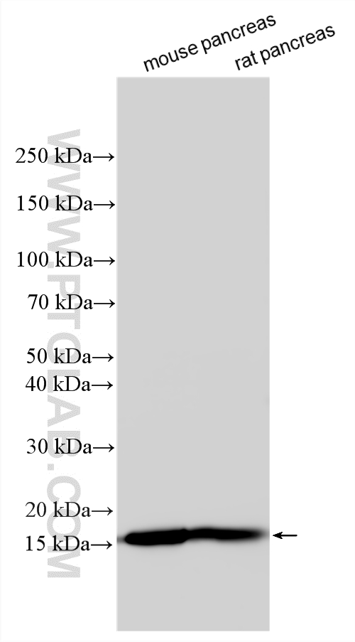 WB analysis using 33428-1-AP