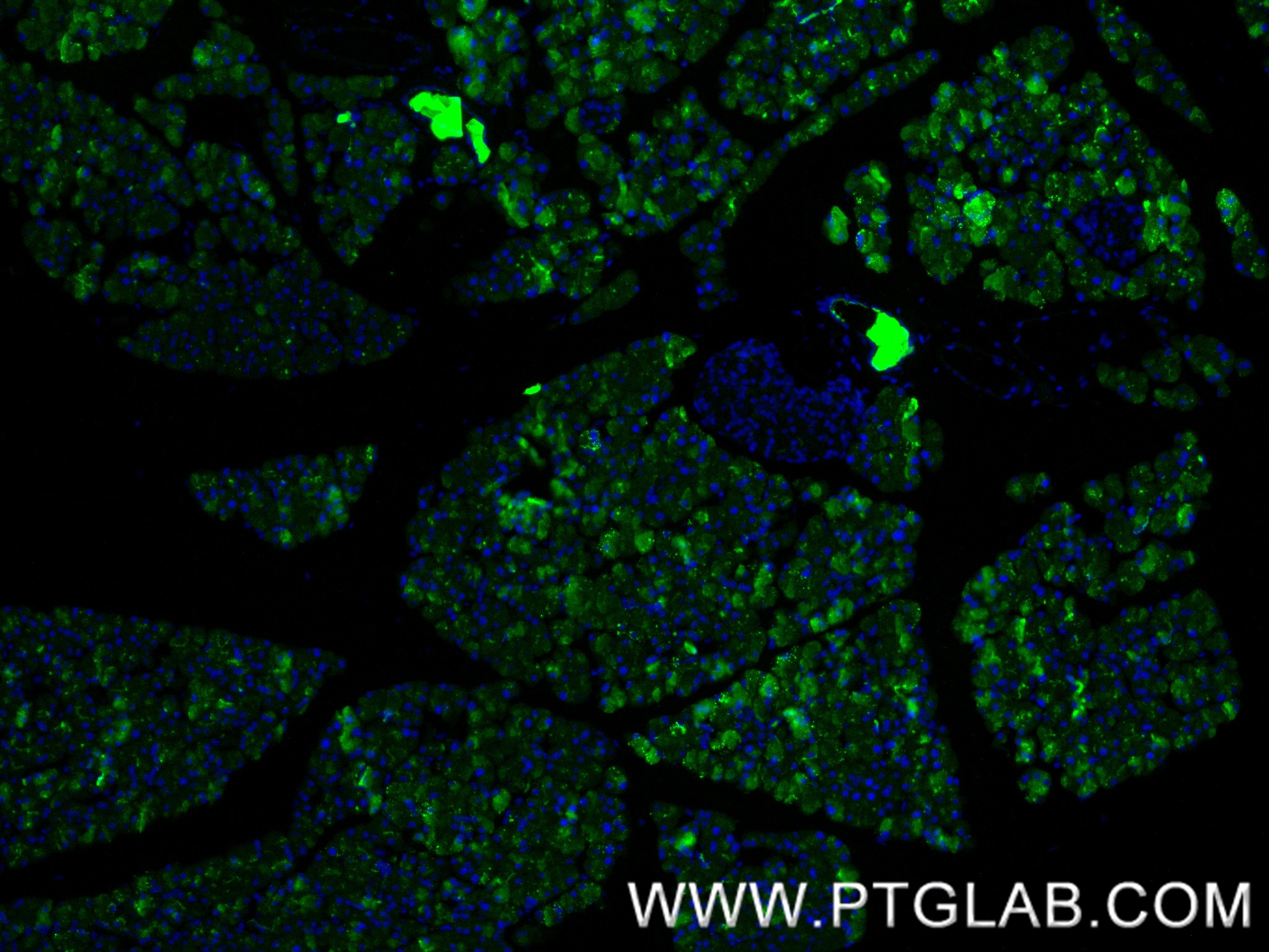 IF Staining of mouse pancreas using 84287-3-RR (same clone as 84287-3-PBS)