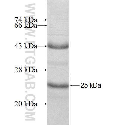 REG fusion protein Ag8569 SDS-PAGE