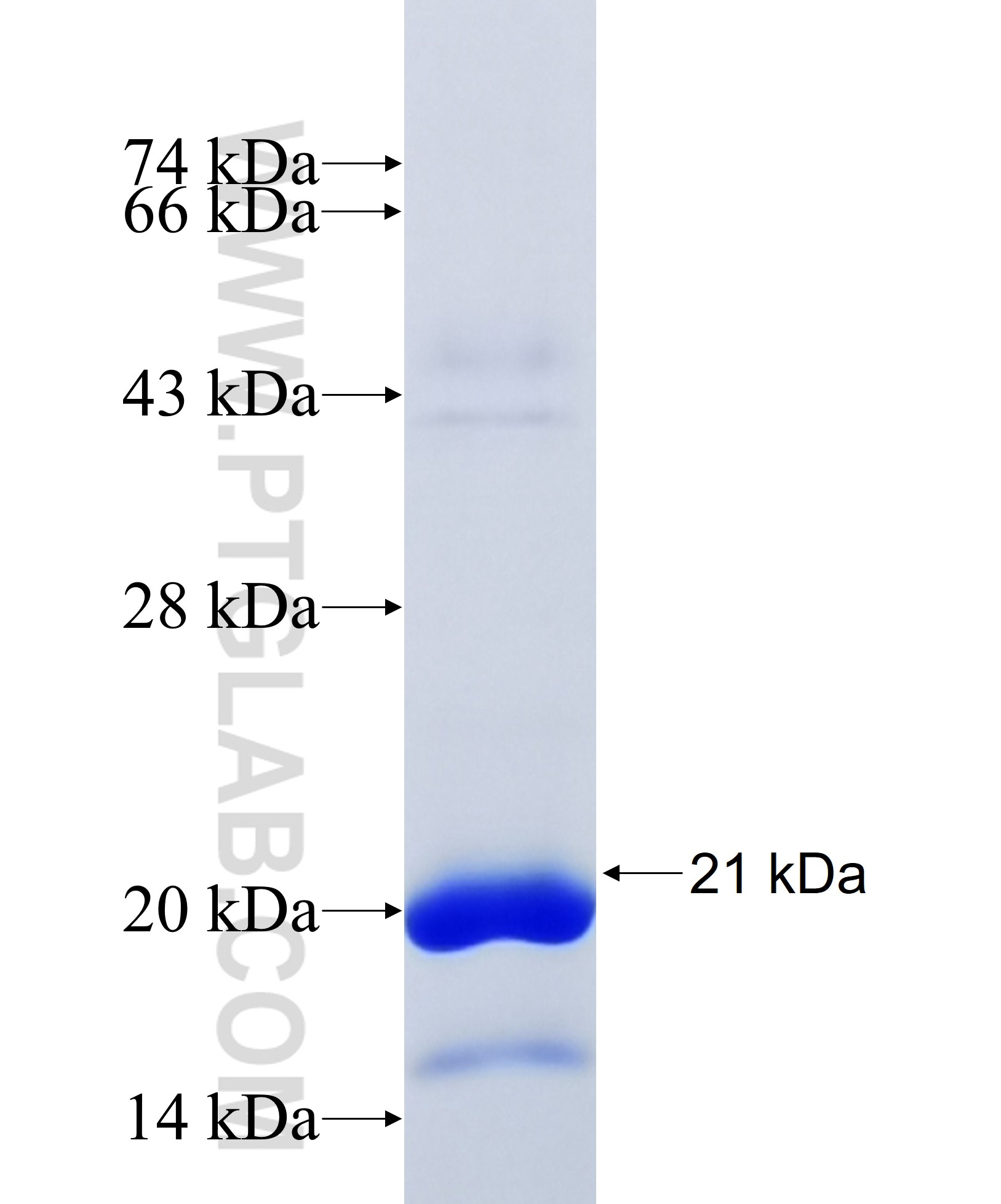 REG1B fusion protein Ag34893 SDS-PAGE