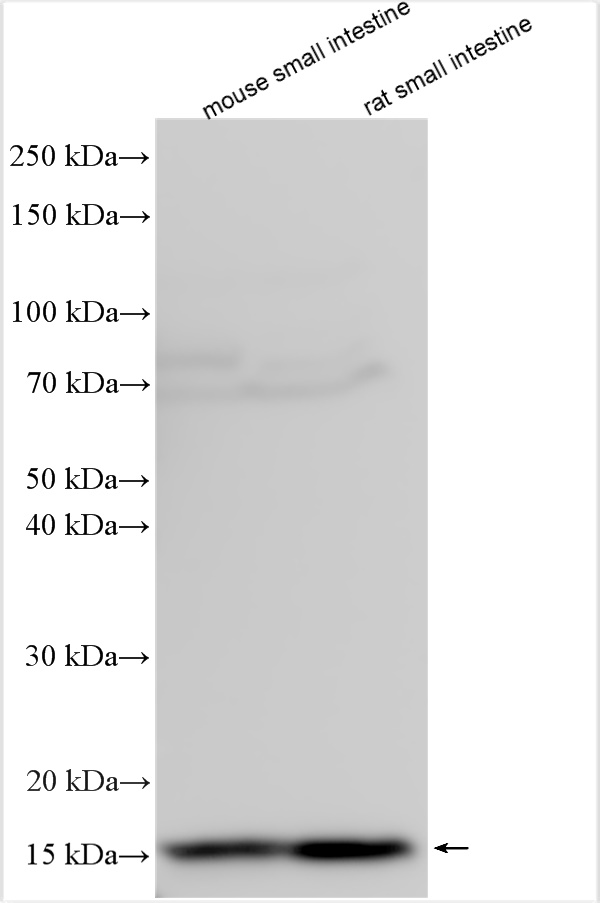 WB analysis using 13610-1-AP