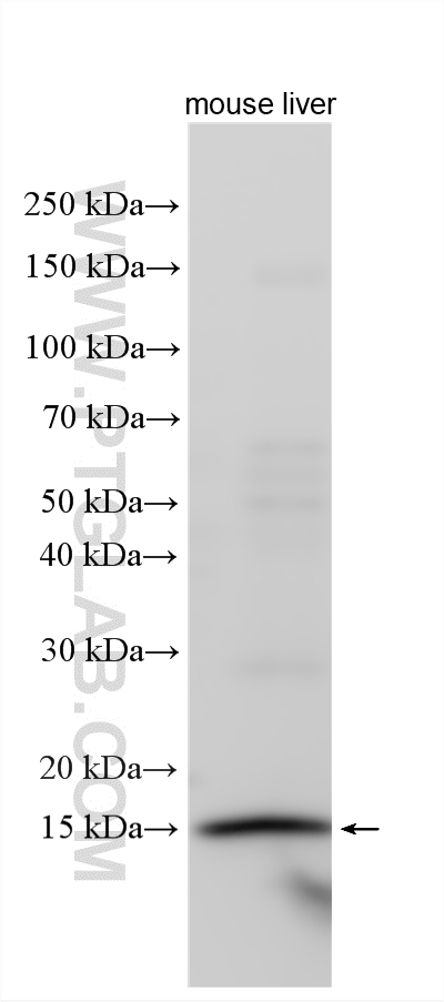 mouse liver tissue were subjected to SDS PAGE followed by western blot with 12268-1-AP (REG4 antibody) at dilution of 1:1000 incubated at room temperature for 1.5 hours. WB analysis using 12268-1-AP