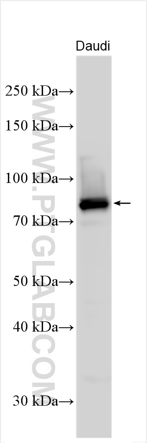 WB analysis using 27693-1-AP