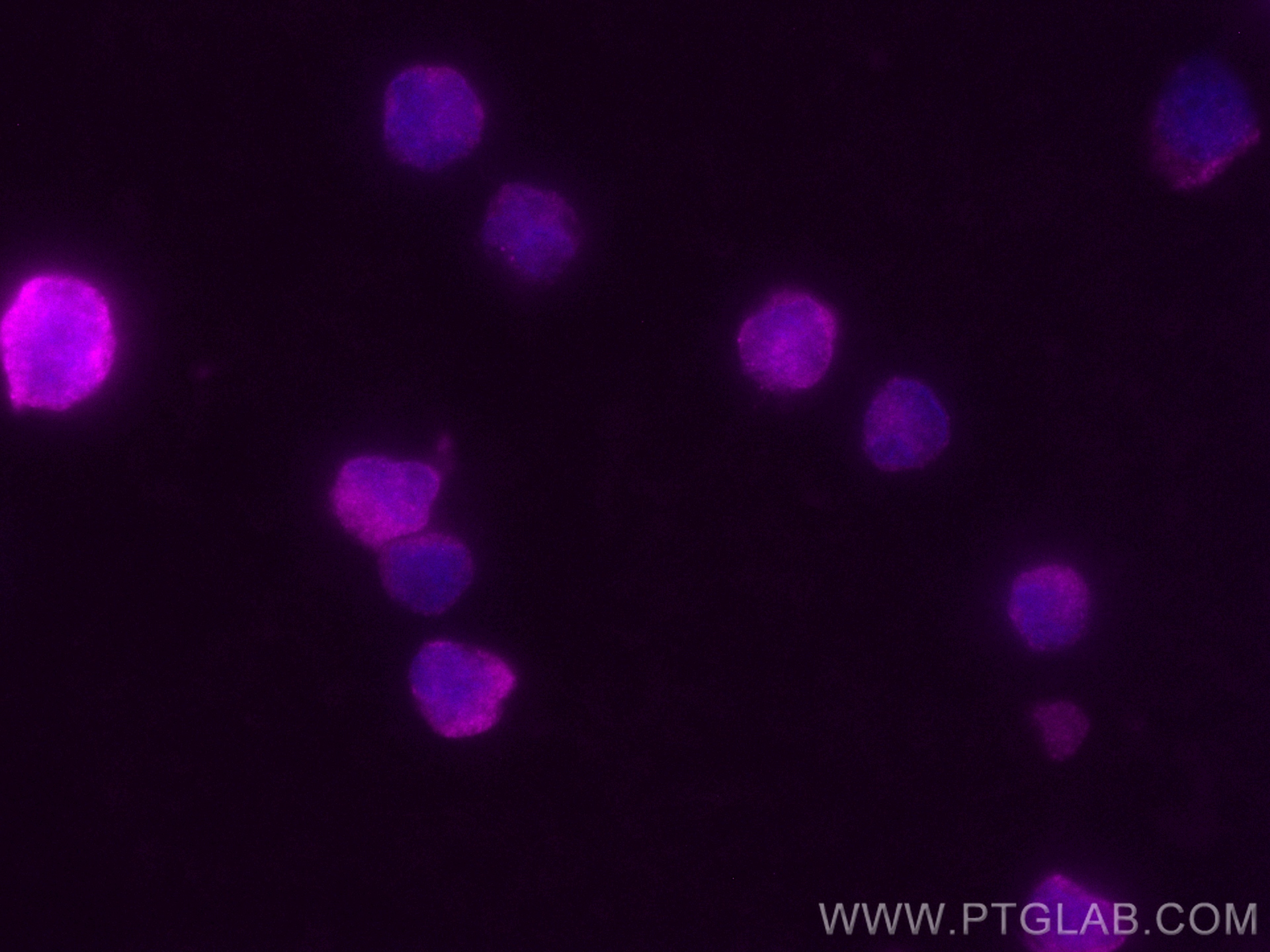 IF Staining of Raji using CL647-25027
