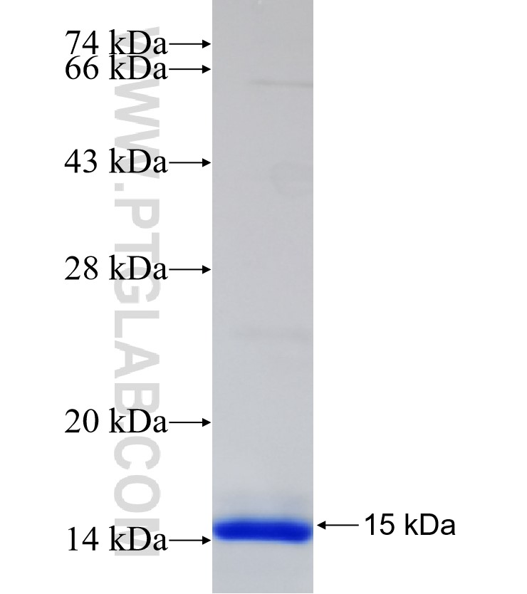RELB fusion protein Ag30291 SDS-PAGE RELB fusion protein Ag30291 SDS-PAGE