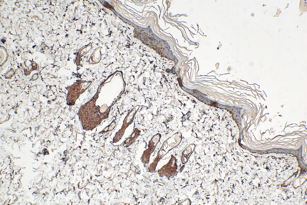 IHC staining of rat skin using 29823-1-AP