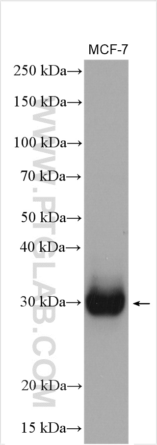 WB analysis of MCF-7 using 29823-1-AP