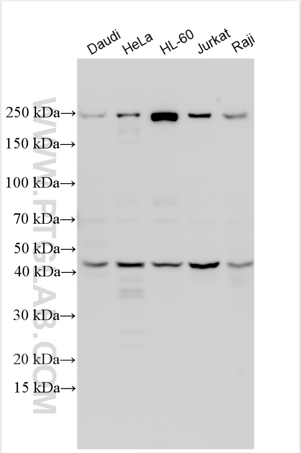 WB analysis using 14532-1-AP