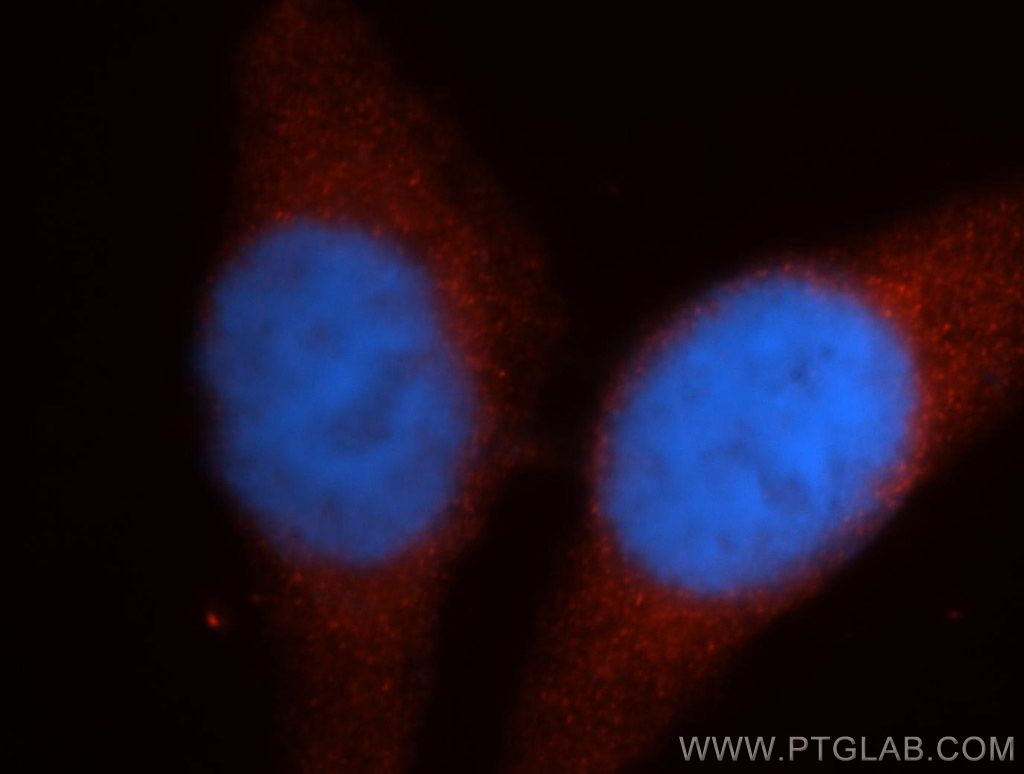 IF Staining of HepG2 using 14291-1-AP