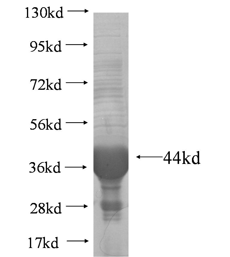 RENALASE fusion protein Ag7328 SDS-PAGE
