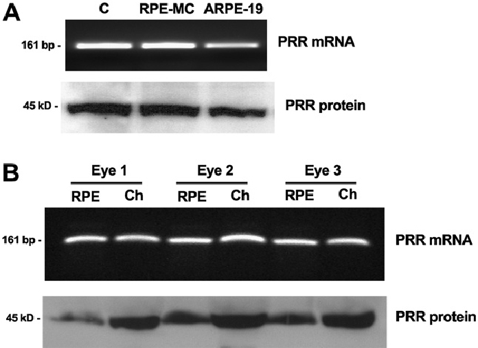 WB analysis of human retinal pigment epithelium tissue using 10926-1-AP