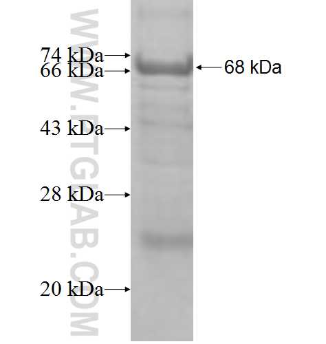 REPS1 fusion protein Ag8865 SDS-PAGE
