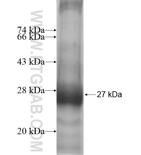 RERGL fusion protein Ag11486 SDS-PAGE RERGL fusion protein Ag11486 SDS-PAGE