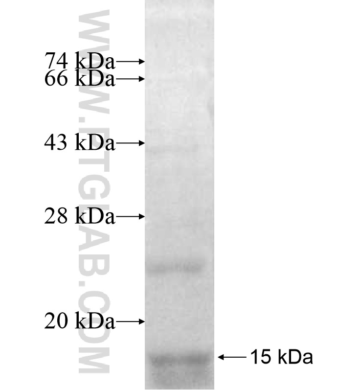 RETNLB fusion protein Ag13034 SDS-PAGE RETNLB fusion protein Ag13034 SDS-PAGE