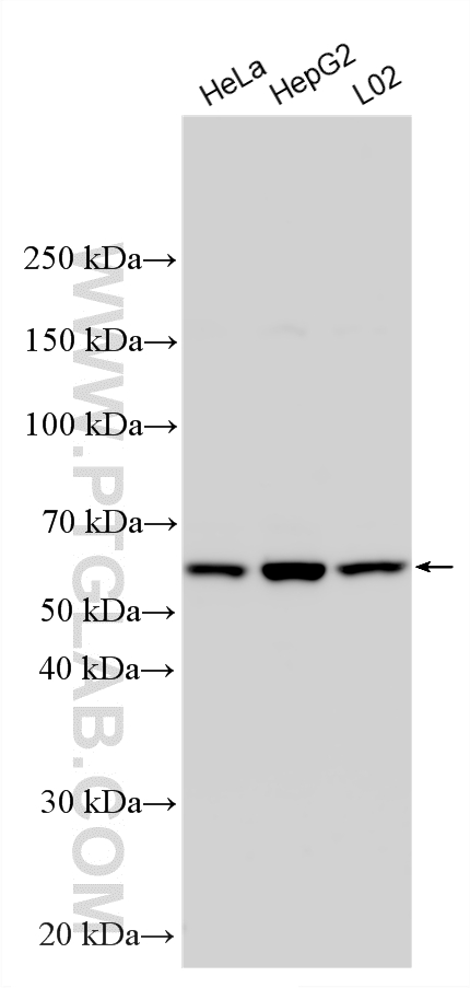 WB analysis using 16895-1-AP