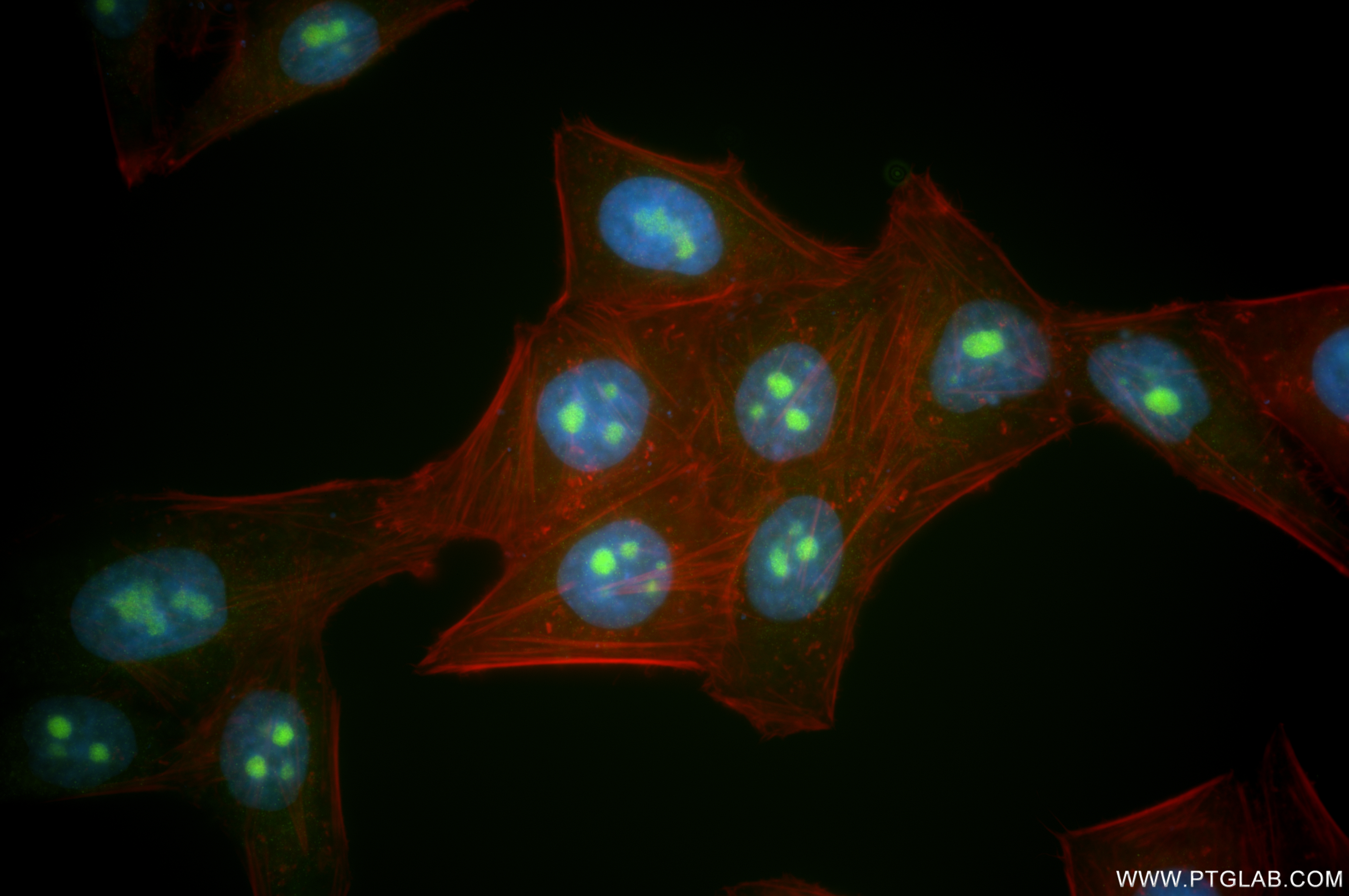 IF Staining of HepG2 using 86528-1-RR