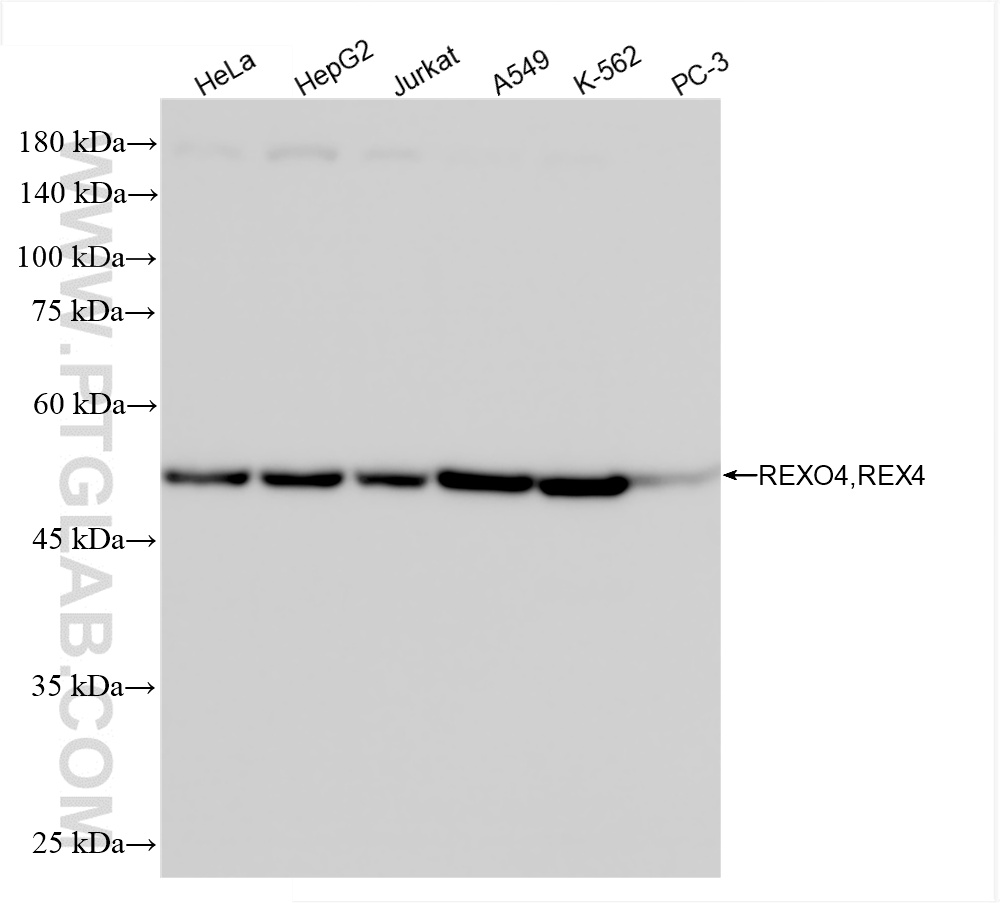 WB analysis using 86528-1-RR